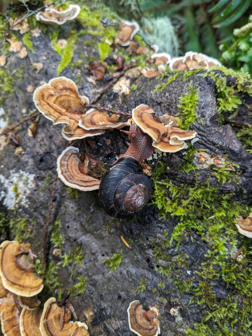 Close up of a brown slug in a curly shell climbing over mushrooms on a log.